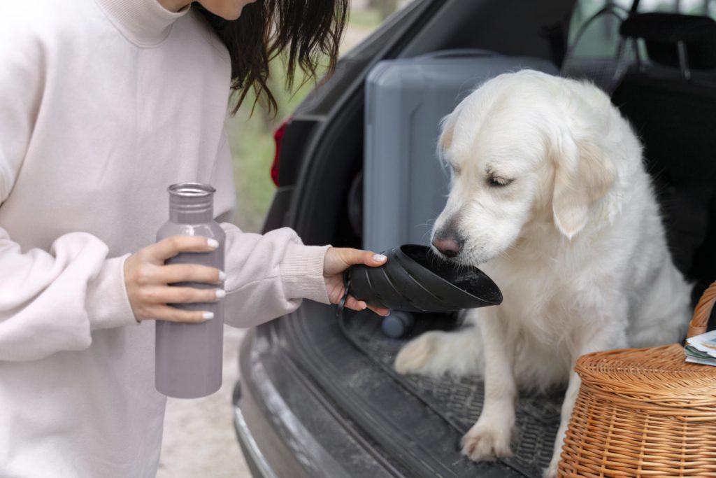 Close up owner giving dog water Free Photo