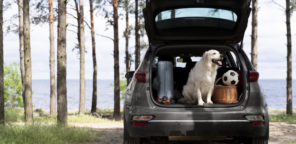 Cute dog in car trunk Free Photo