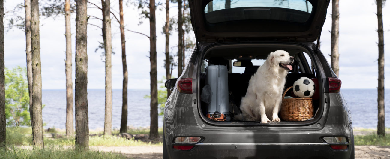 Cute dog in car trunk Free Photo