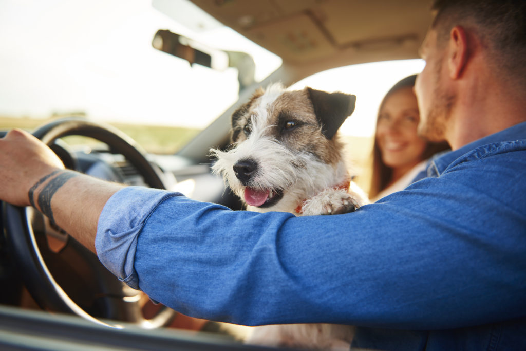 Happy dog in car during road trip